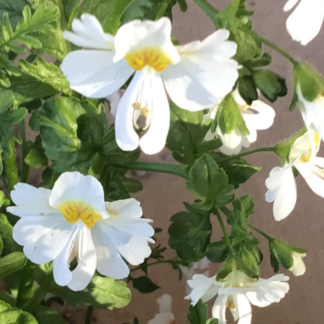 Schizanthius Angel Wings