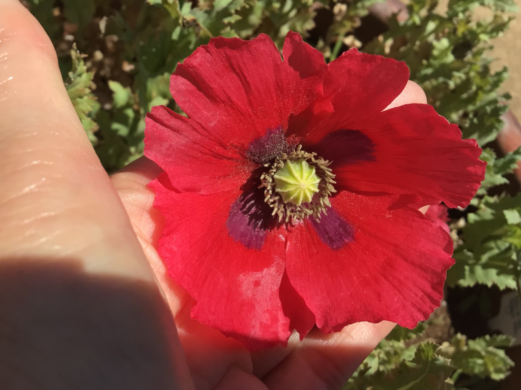 Simley Poppy Shirley Poppy - Local Seeds