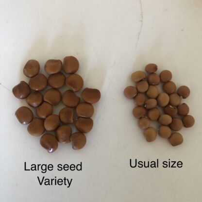 Pigeon Pea Large Seed Variety