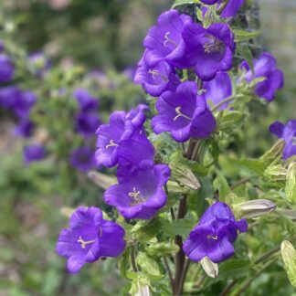 Canterbury Bells