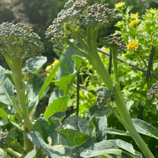 Broccoli (branching)