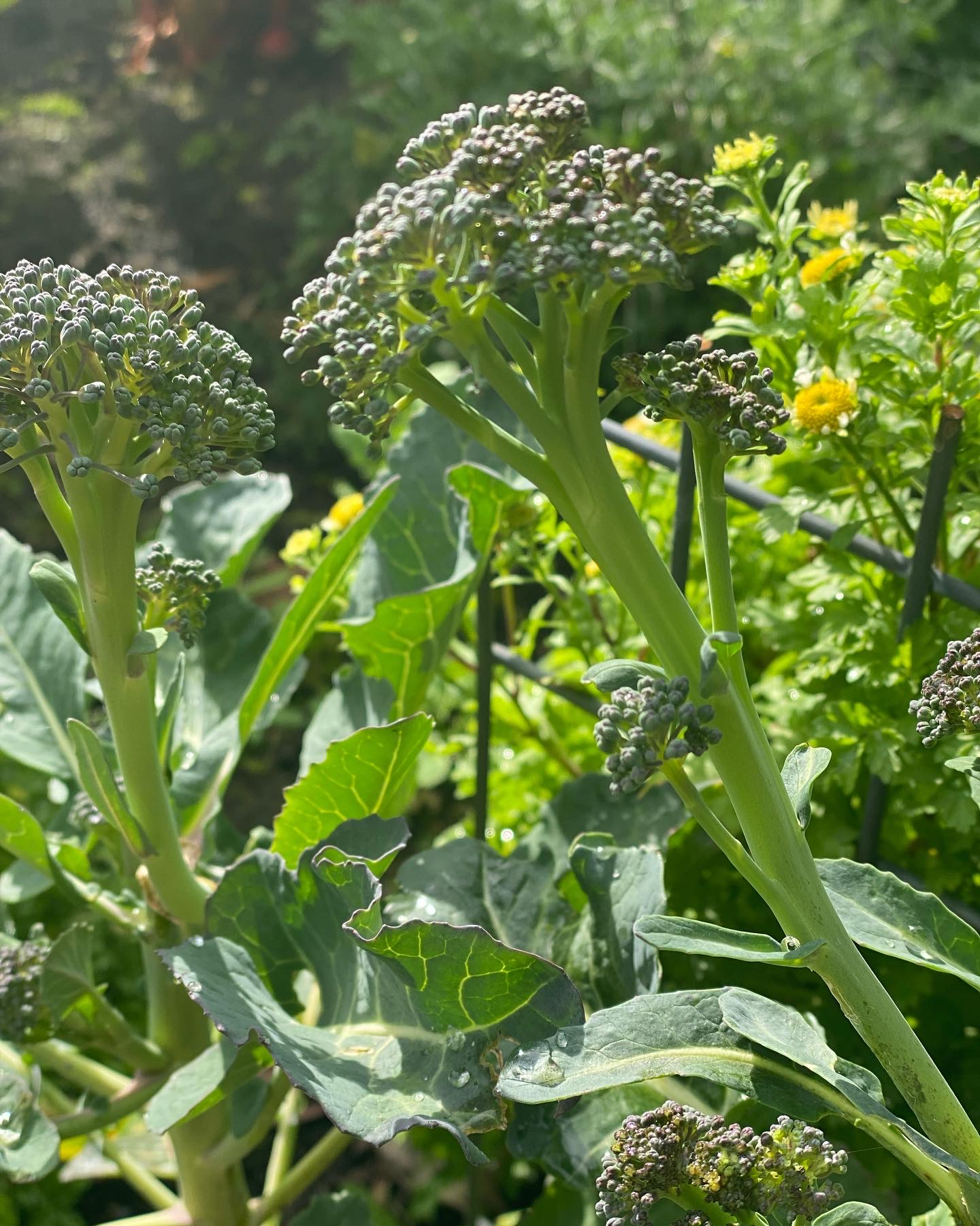 Broccoli (branching) Broccoli (branching)