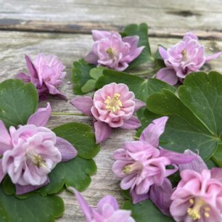 Dusky Pink Aquilegias