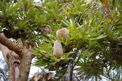 Banksia Serrata - Saw-tooth Banksia