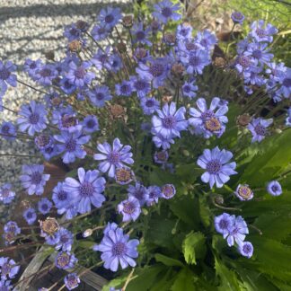 Felicia Daisy Heavenly Blue