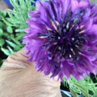 Cornflower Mauve