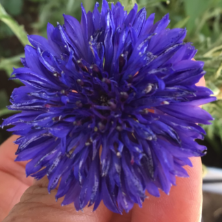 Bluebell Cornflower