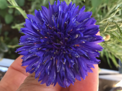 Bluebell Cornflower