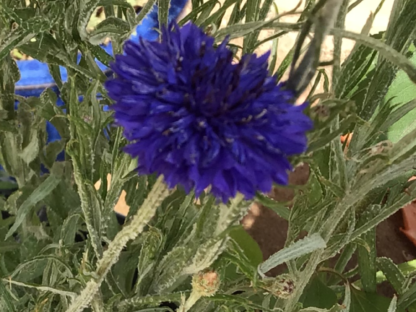 Bluebell Cornflower
