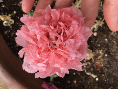 Peony Poppy, Coral Pink