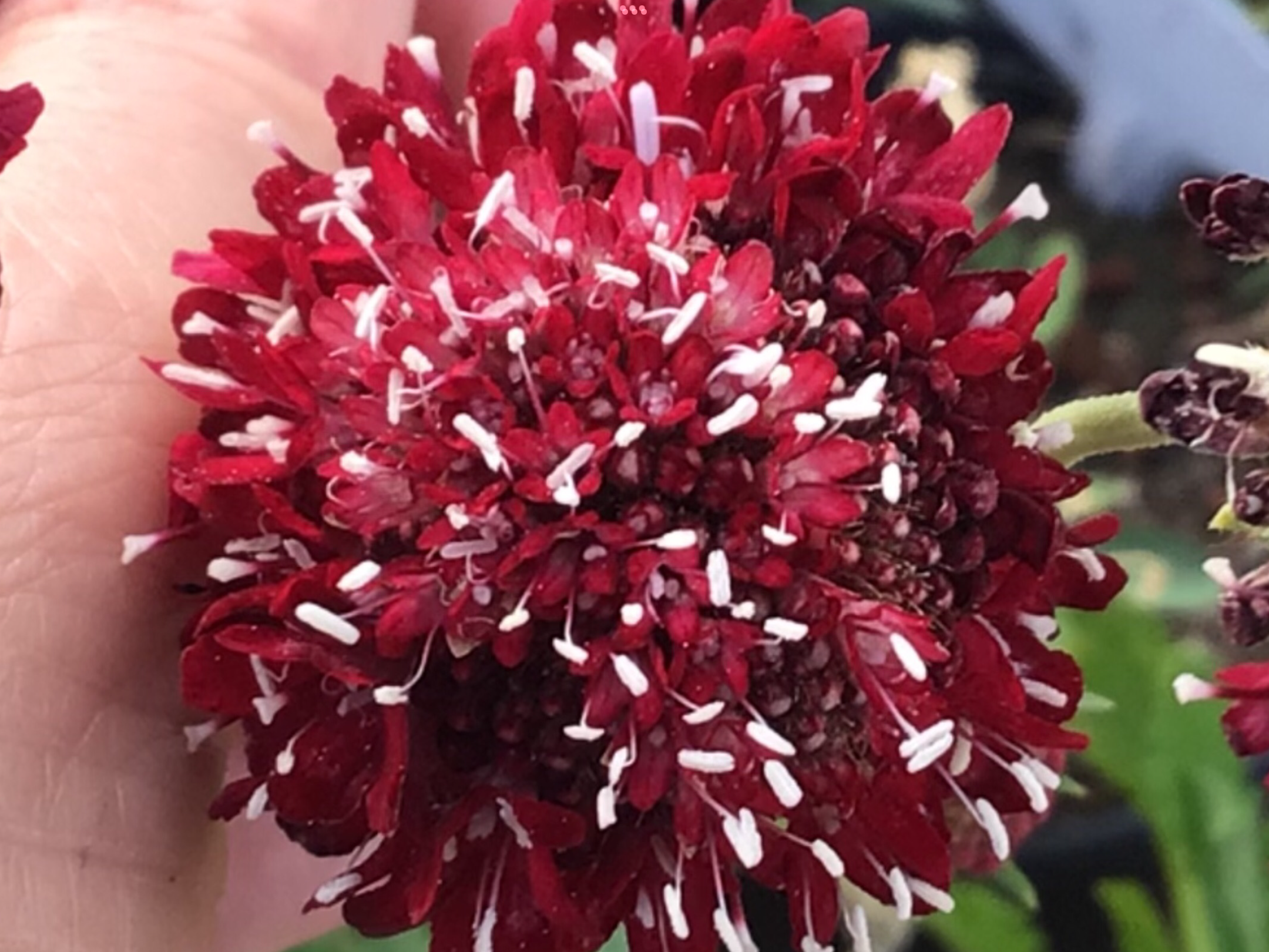 Zinnia Pincushion Zinnia Pincushion - Image 2