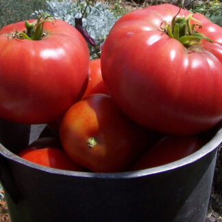 Tomato ‘Brandywine’, Lycopersicon esculentum seed from LocalSeeds