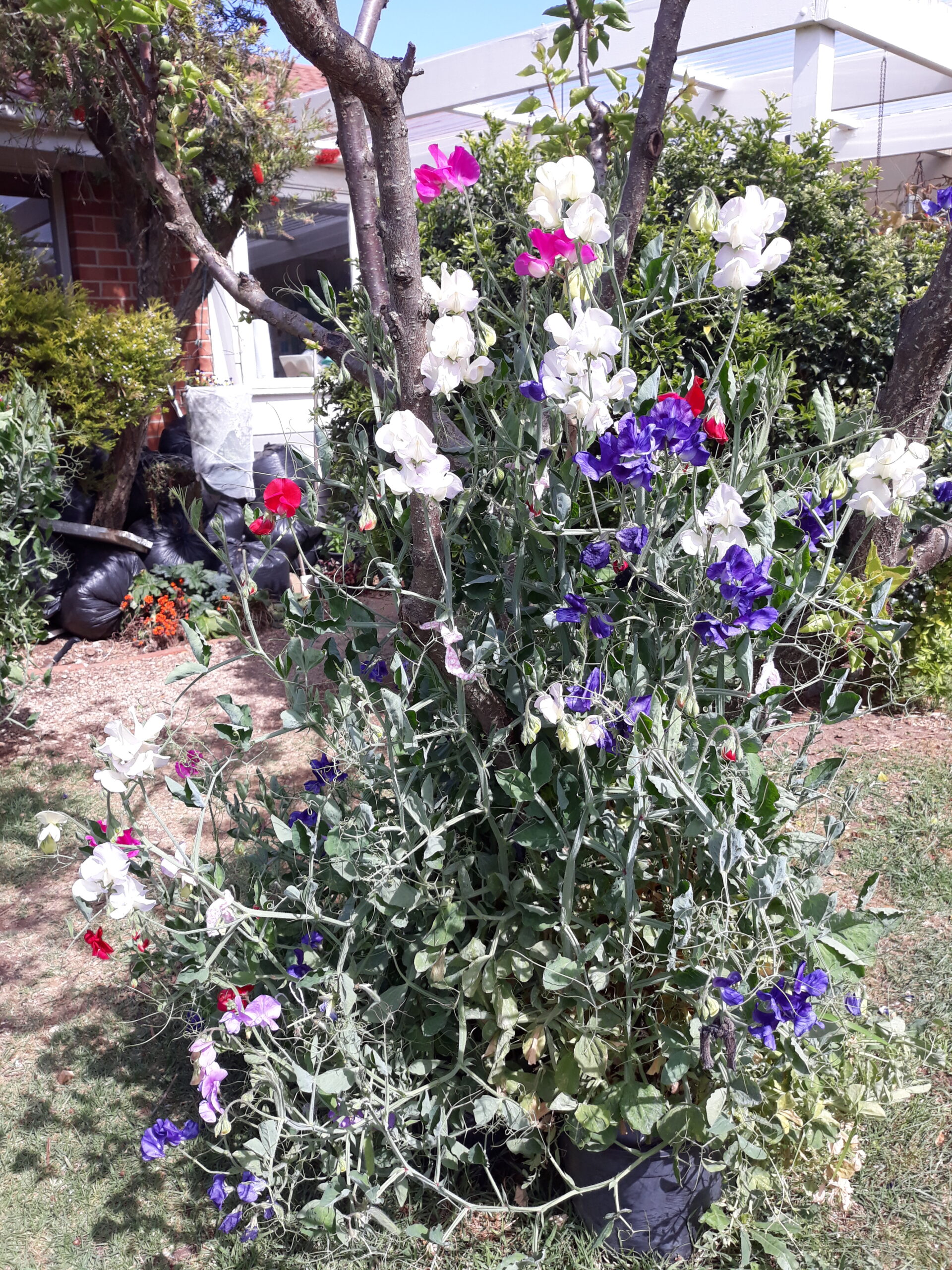 Dwarf Sweet Pea Mixed Dwarf Sweet Pea Mixed - Image 6
