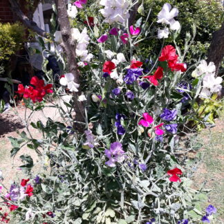 Dwarf Sweet Pea Mixed