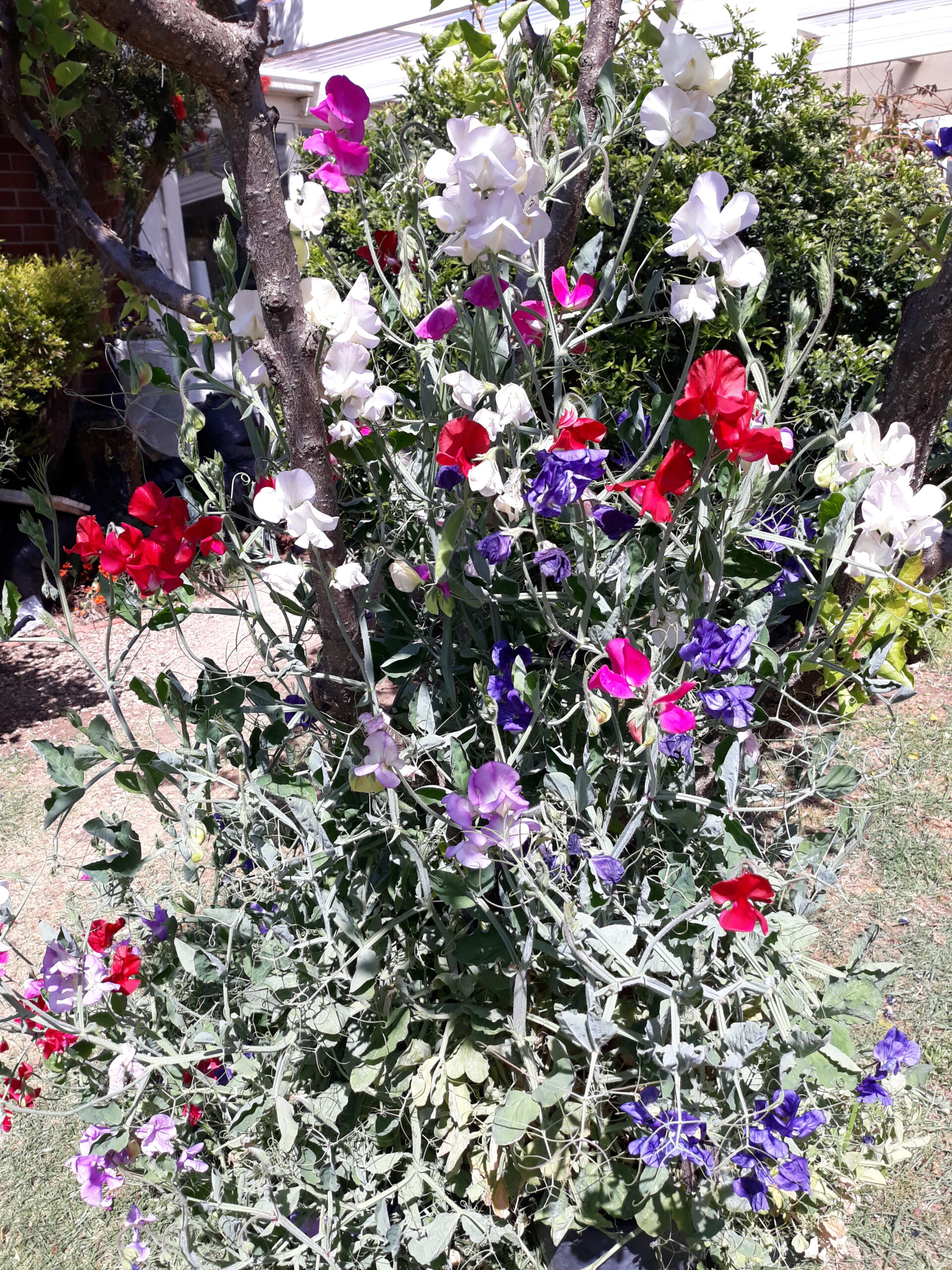 Dwarf Sweet Pea Mixed Dwarf Sweet Pea Mixed