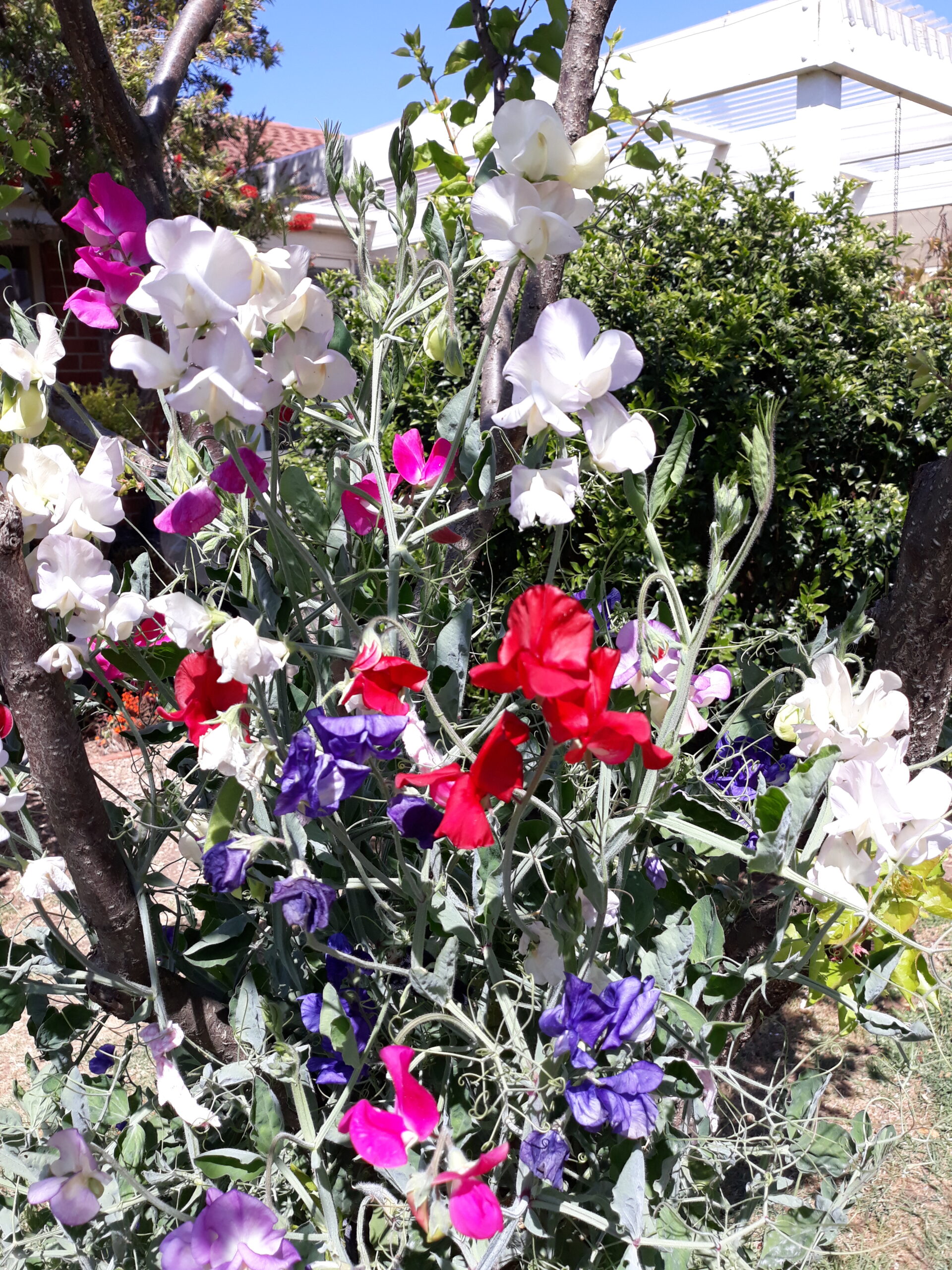 Dwarf Sweet Pea Mixed Dwarf Sweet Pea Mixed - Image 7