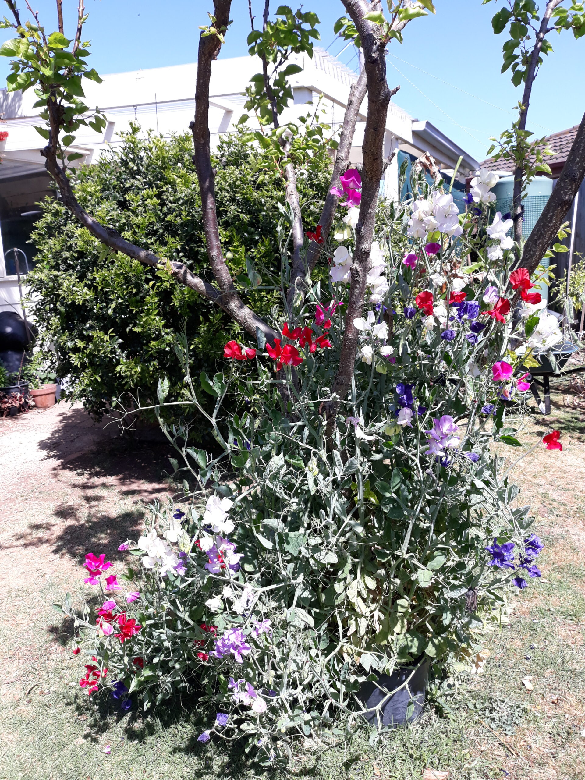 Dwarf Sweet Pea Mixed Dwarf Sweet Pea Mixed - Image 5