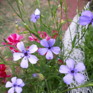 Blue Pearl German Catchfly
