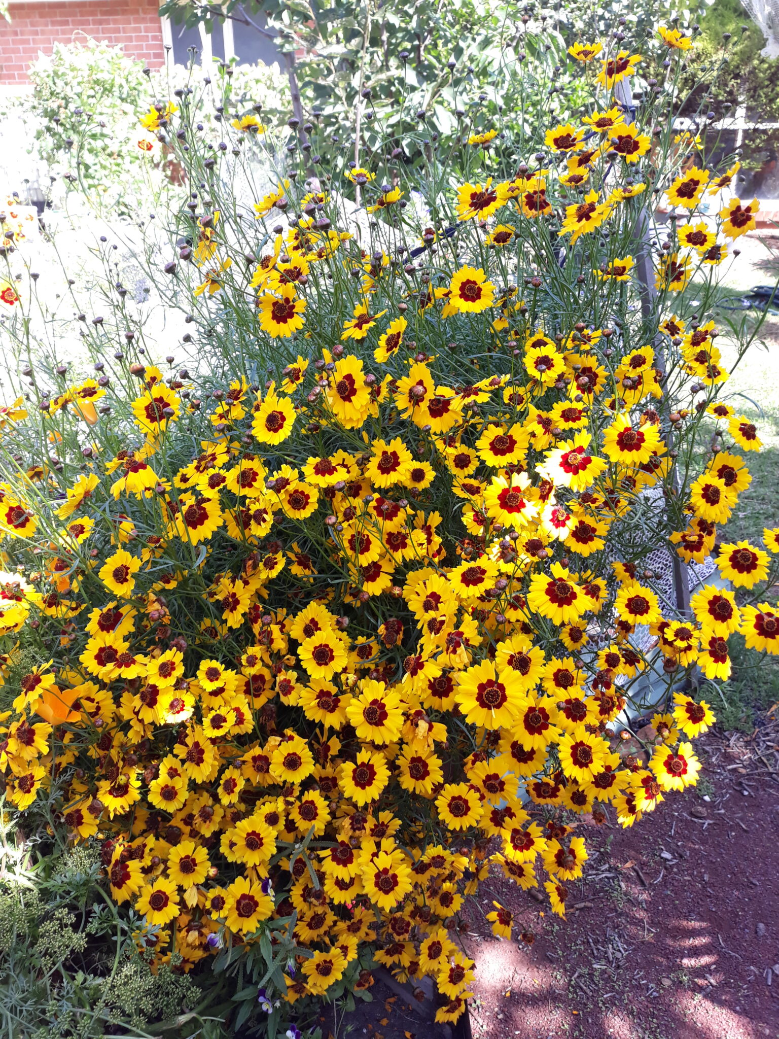Calliopsis Or Tickseed - Local Seeds