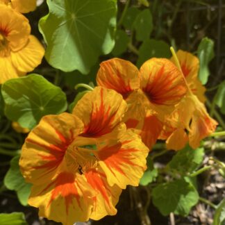 Nasturtium Mixed
