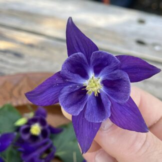 Aquilegia’s - Violet Purple