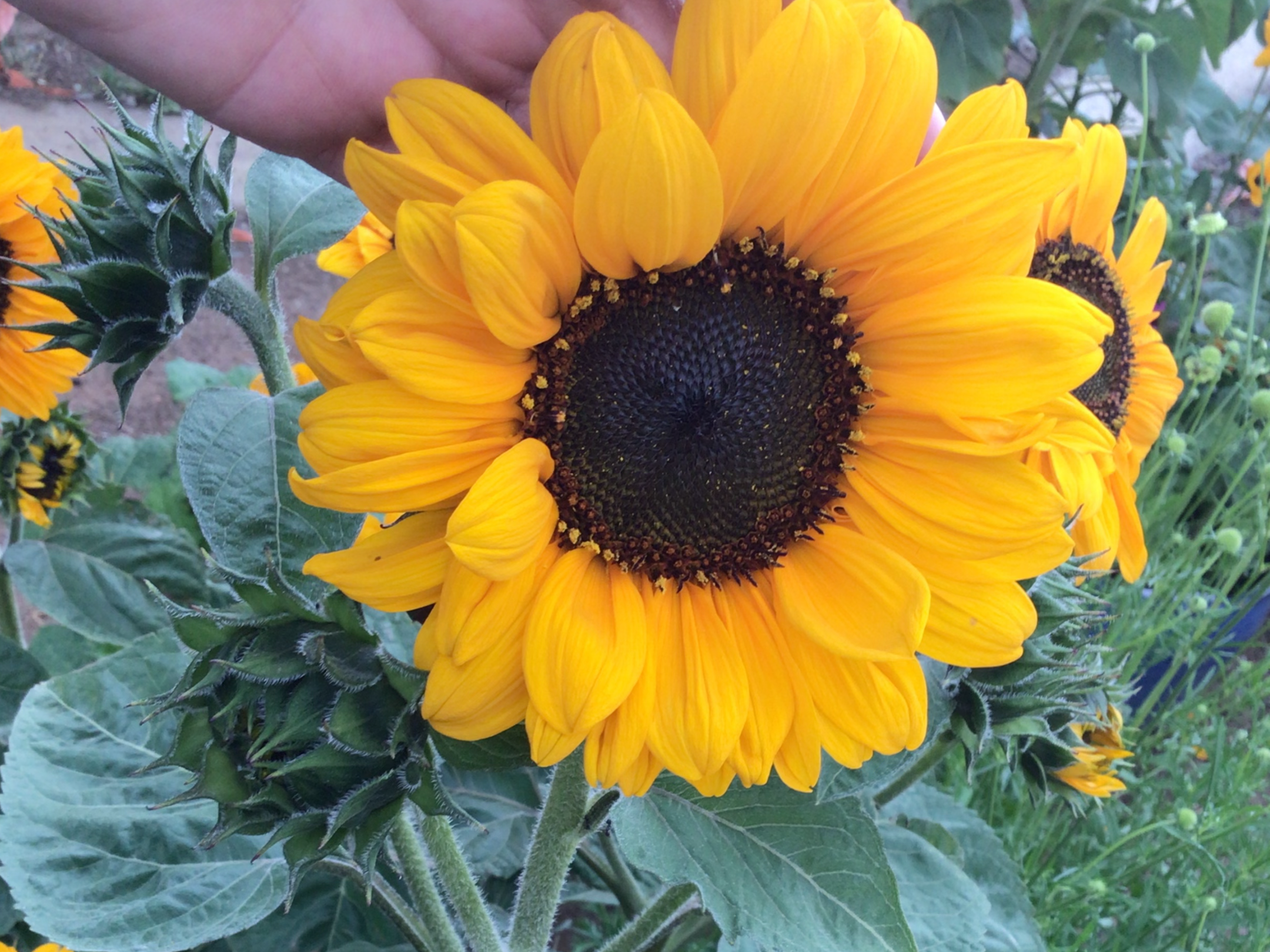 Sunflower Supernova Sunflower Supernova - Image 2