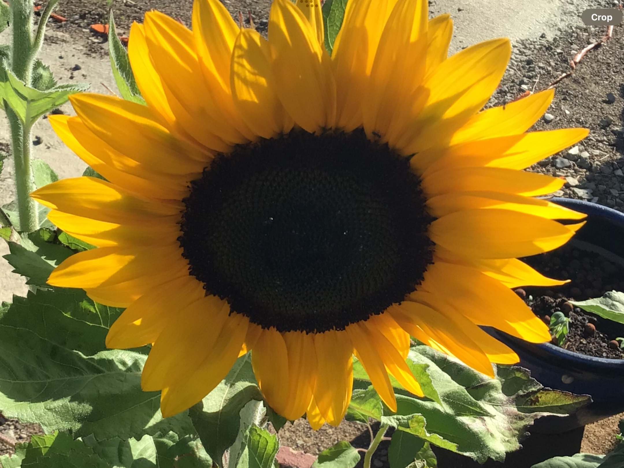 Sunflower Supernova Sunflower Supernova - Image 3