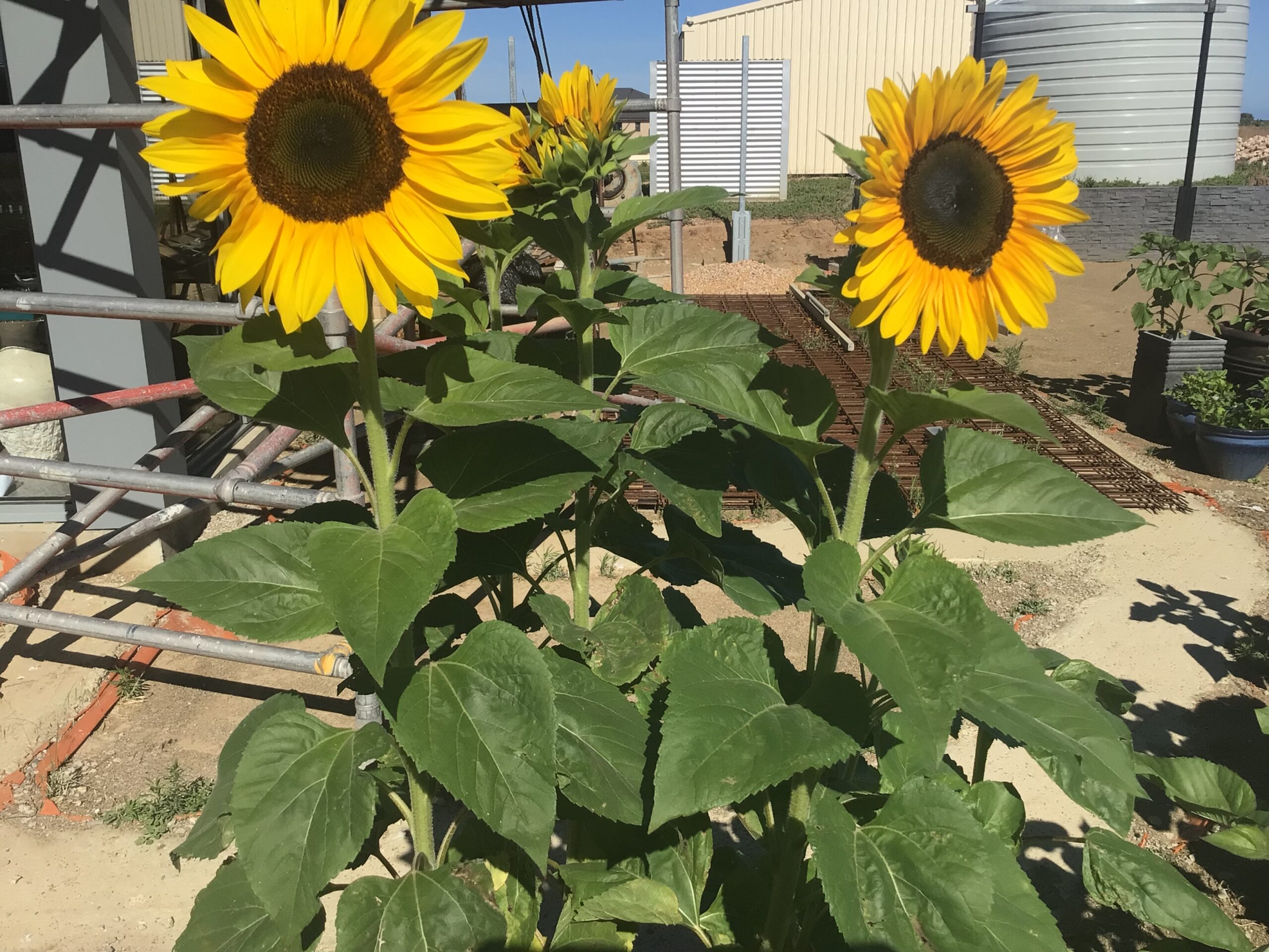 Sunflower Supernova Sunflower Supernova - Image 6