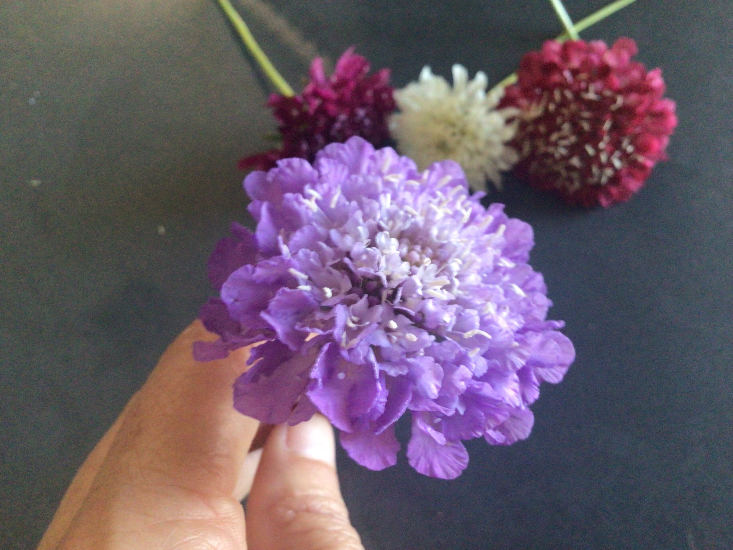 Zinnia Pincushion Zinnia Pincushion - Image 8