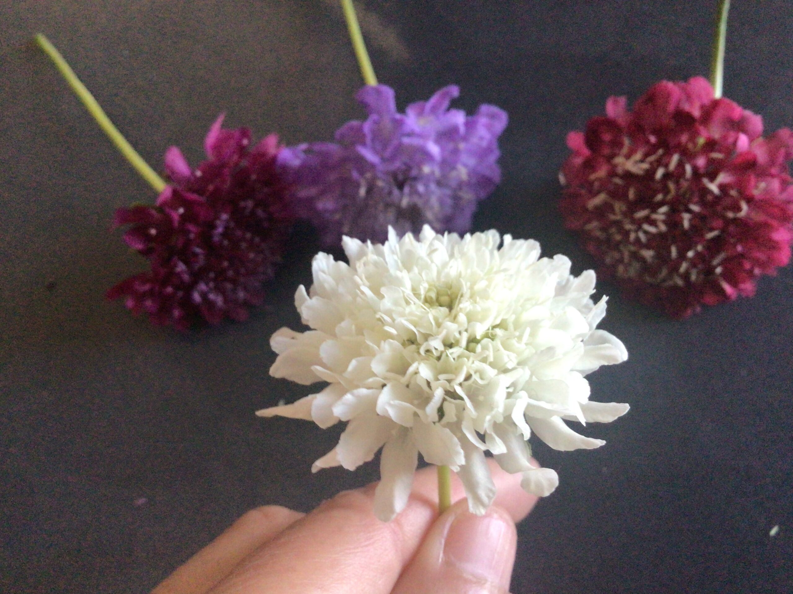 Zinnia Pincushion Zinnia Pincushion - Image 9