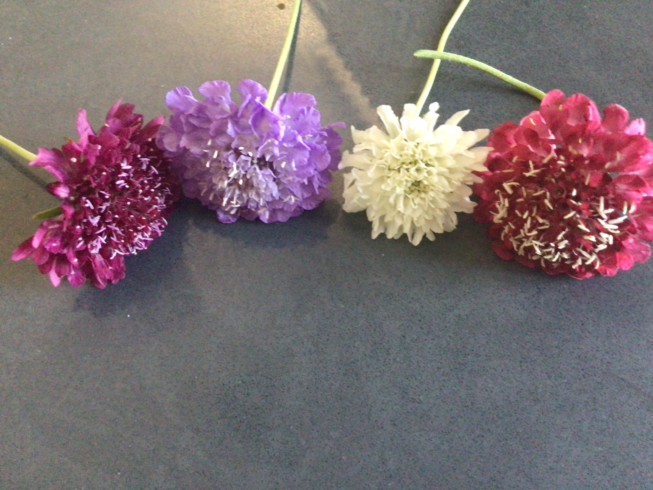 Zinnia Pincushion Zinnia Pincushion