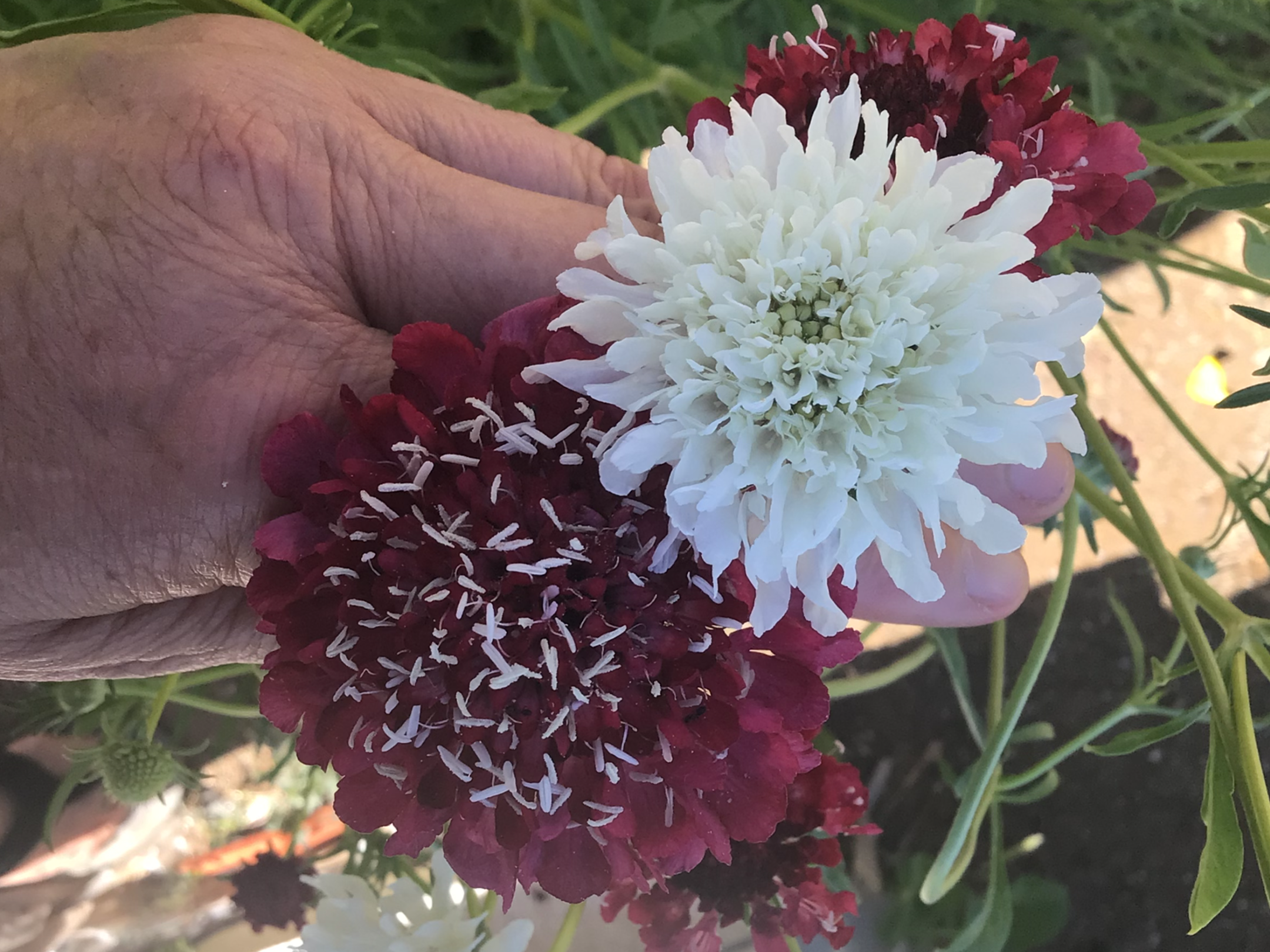 Zinnia Pincushion Zinnia Pincushion - Image 7