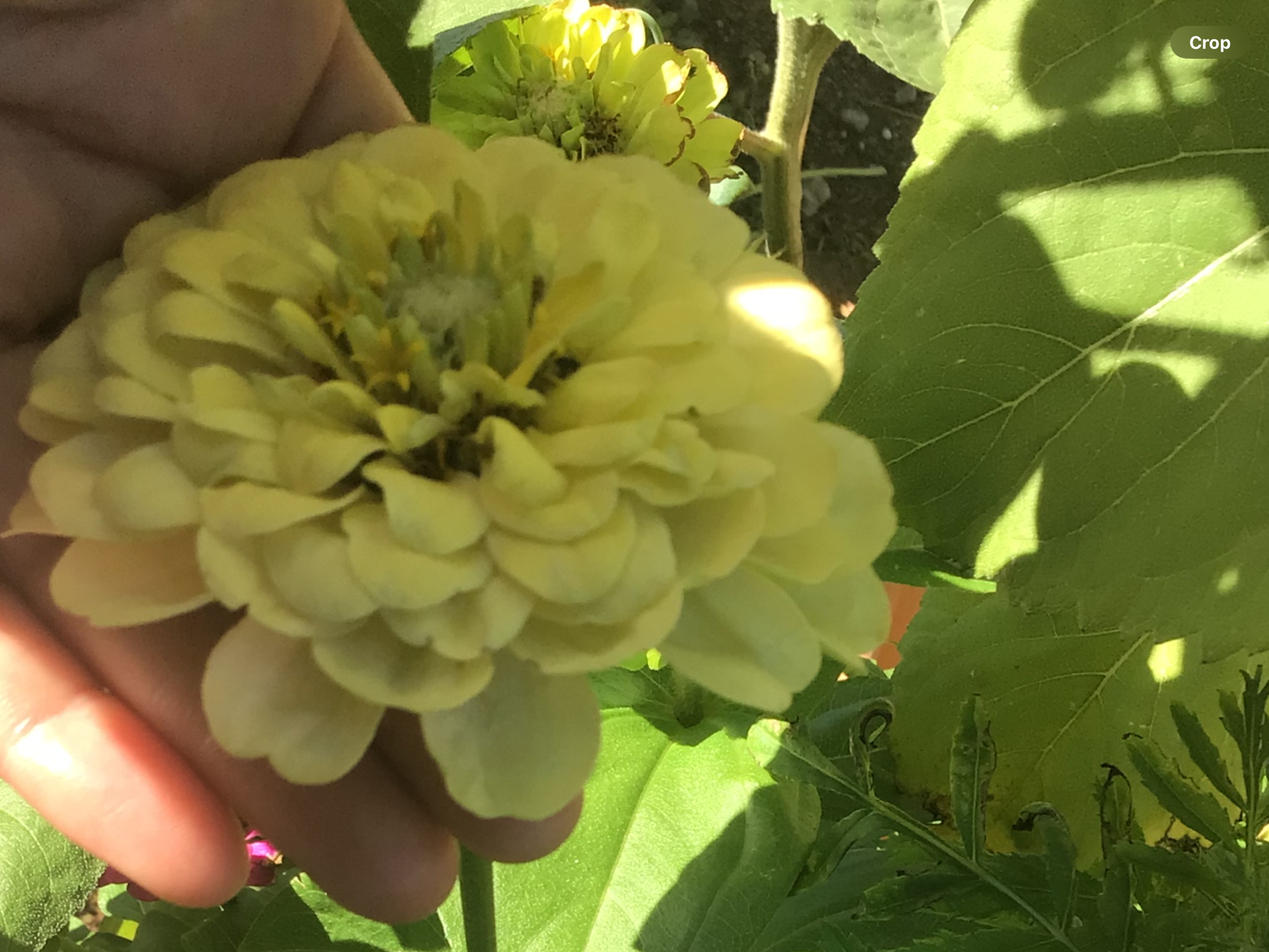 Green Envy Zinnia Green Envy Zinnia - Image 7