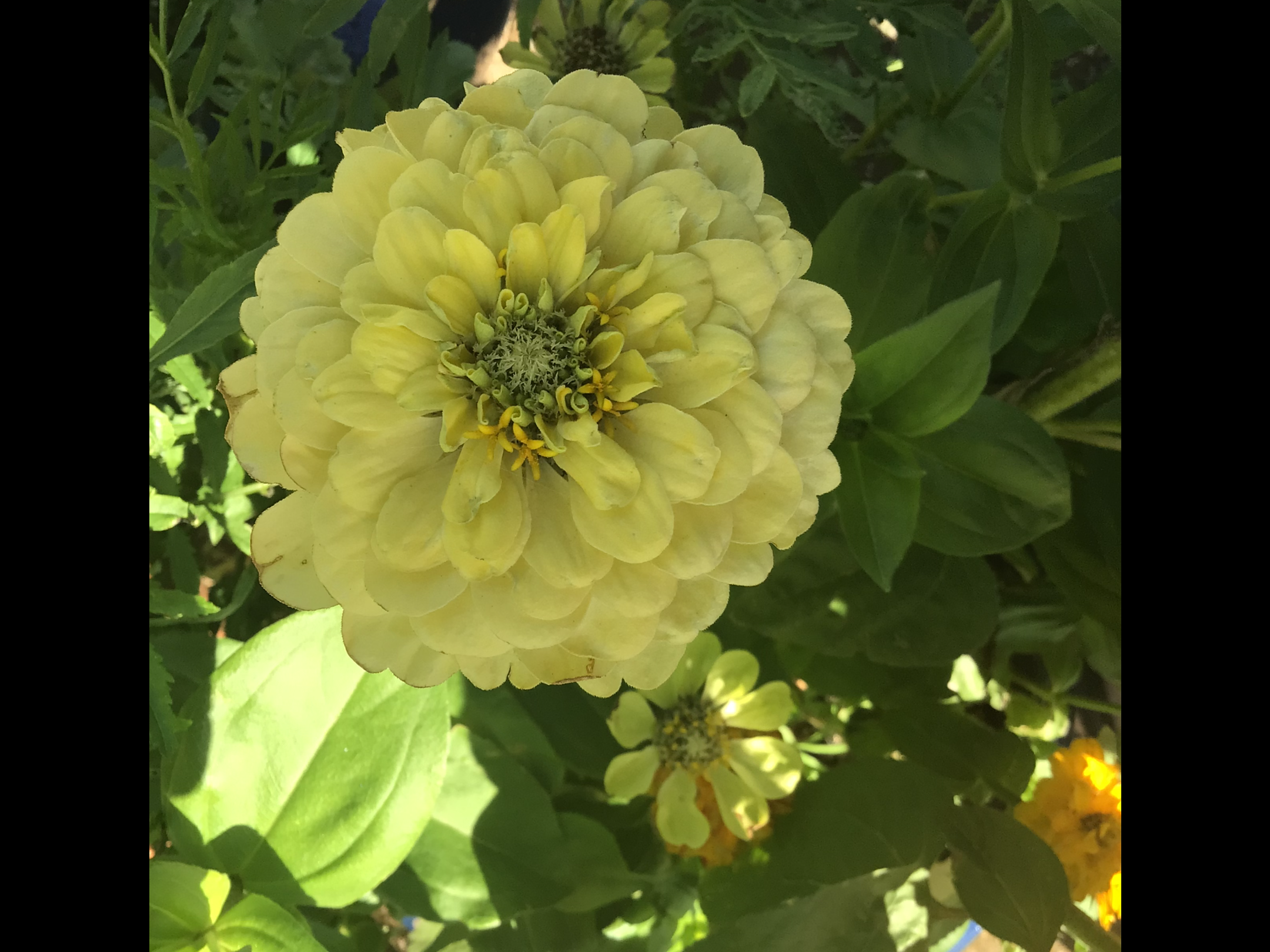 Green Envy Zinnia Green Envy Zinnia - Image 6