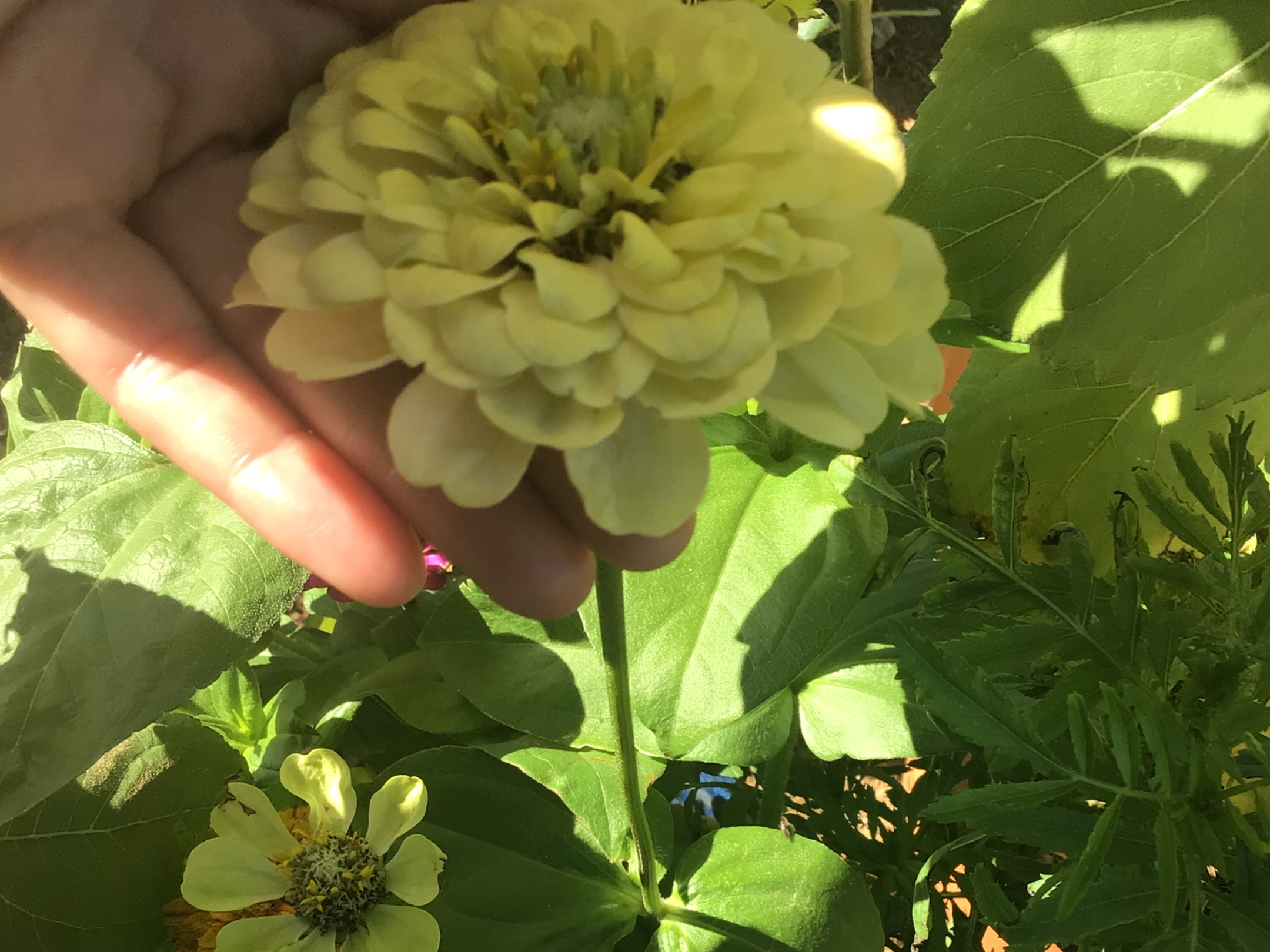 Green Envy Zinnia Green Envy Zinnia