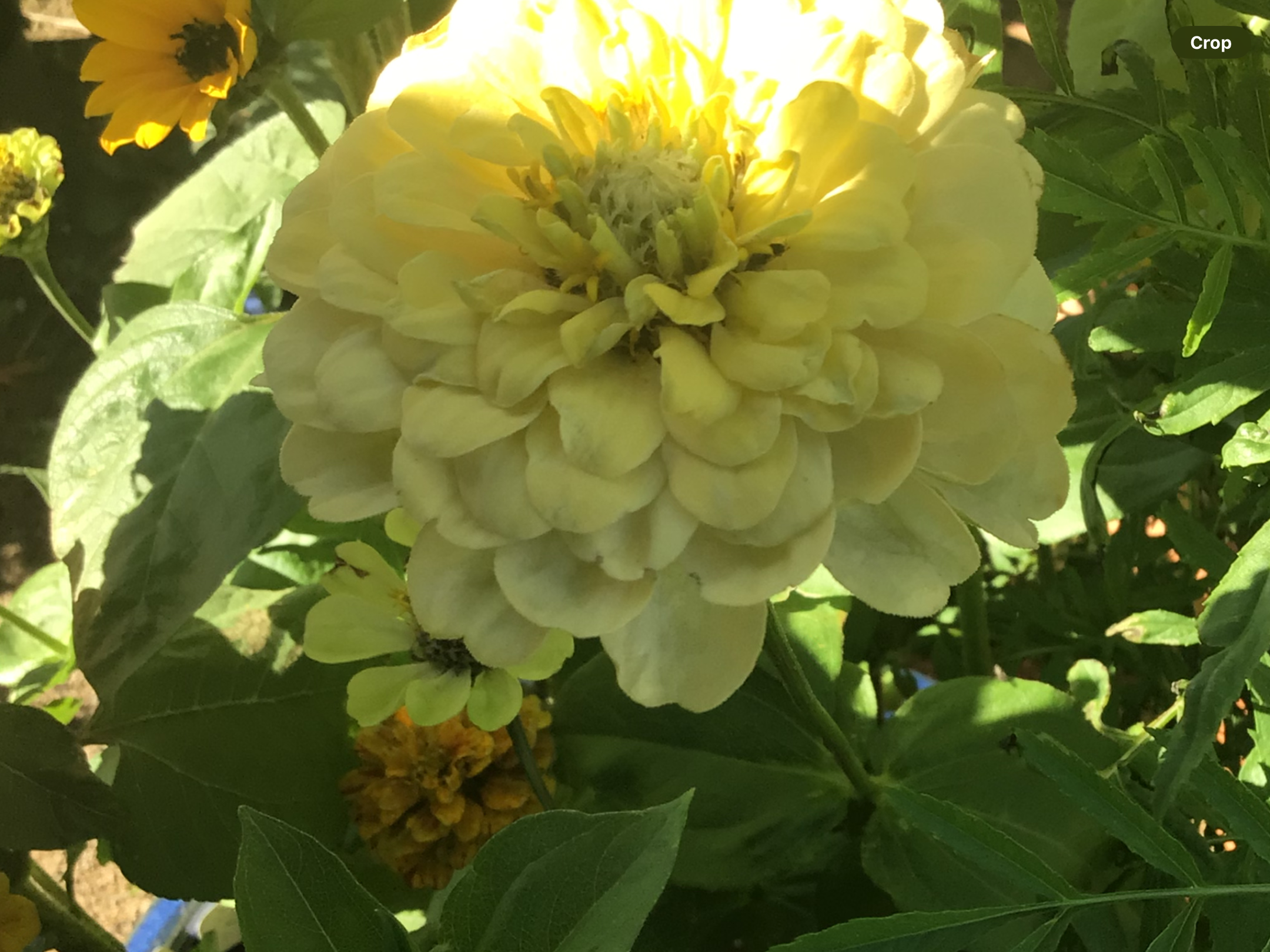 Green Envy Zinnia Green Envy Zinnia - Image 5