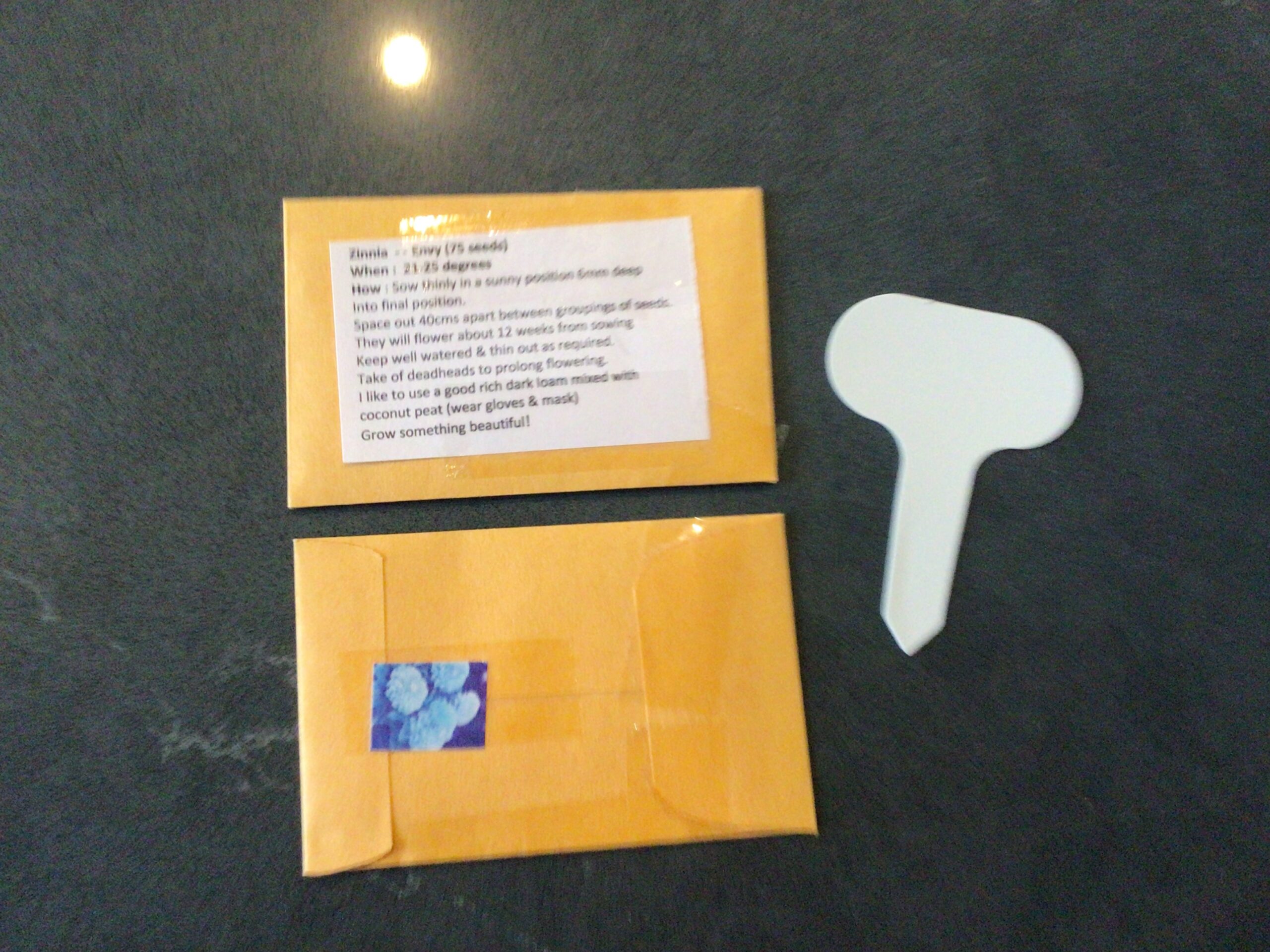 Green Envy Zinnia Green Envy Zinnia - Image 11