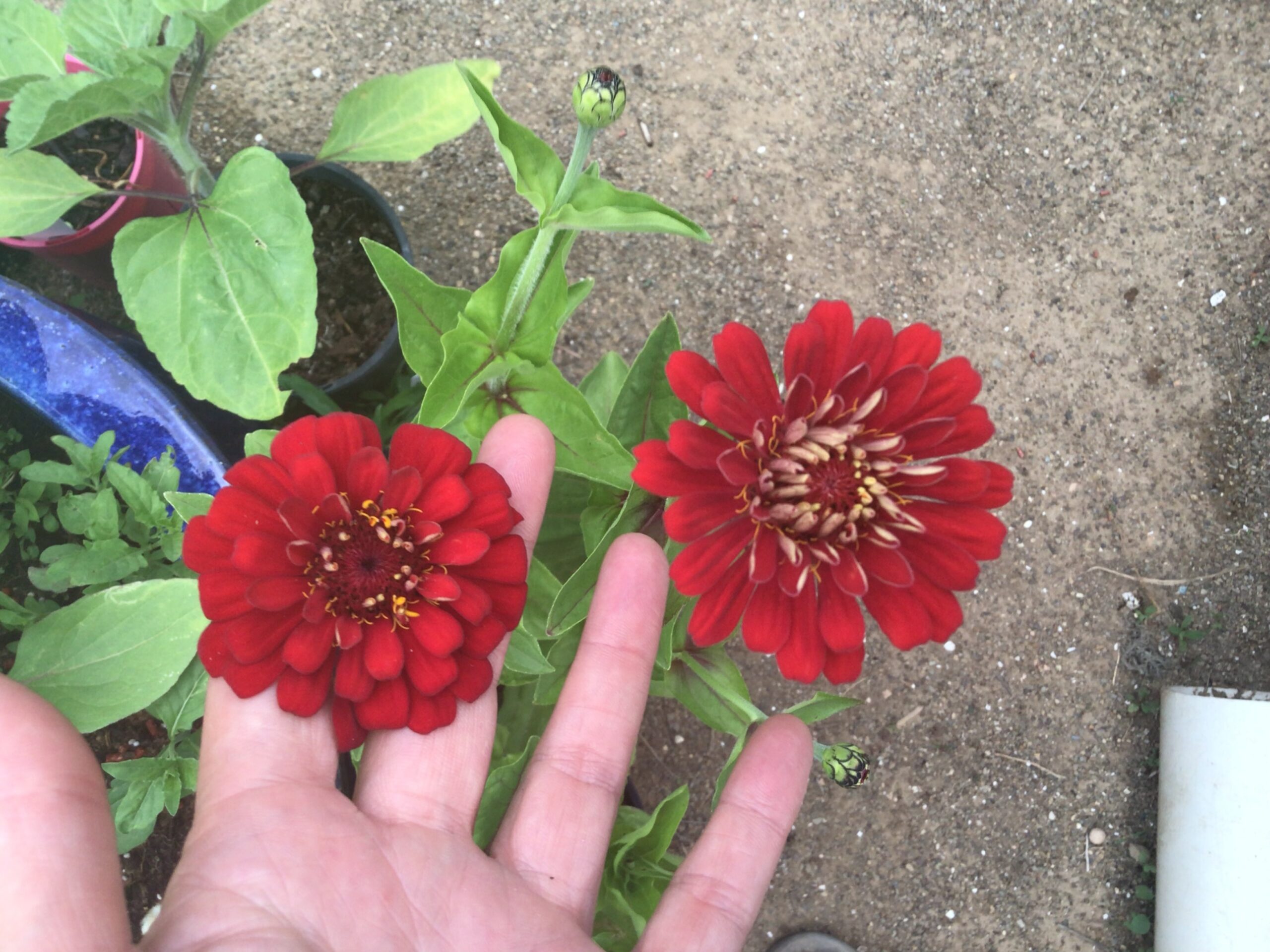 Zinnia, Cherry Queen Zinnia, Cherry Queen - Image 2