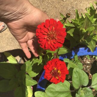 Zinnia, Cherry Queen