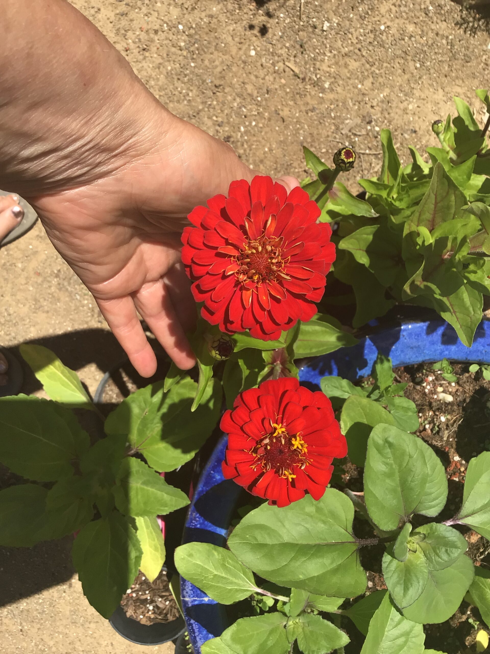 Zinnia, Cherry Queen Zinnia, Cherry Queen