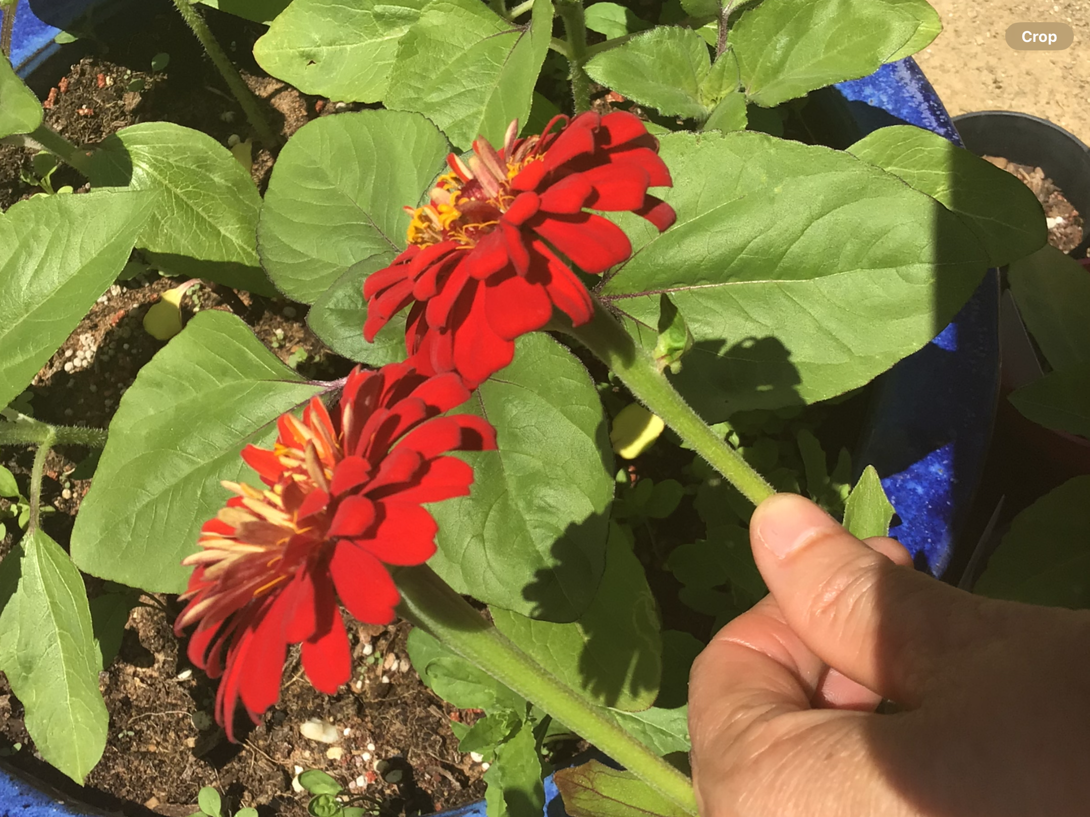 Zinnia, Cherry Queen Zinnia, Cherry Queen - Image 3