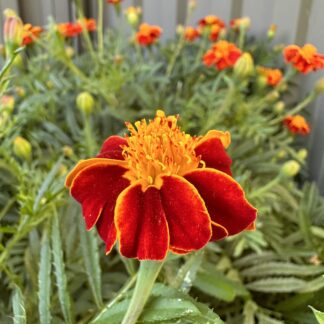 Marigold