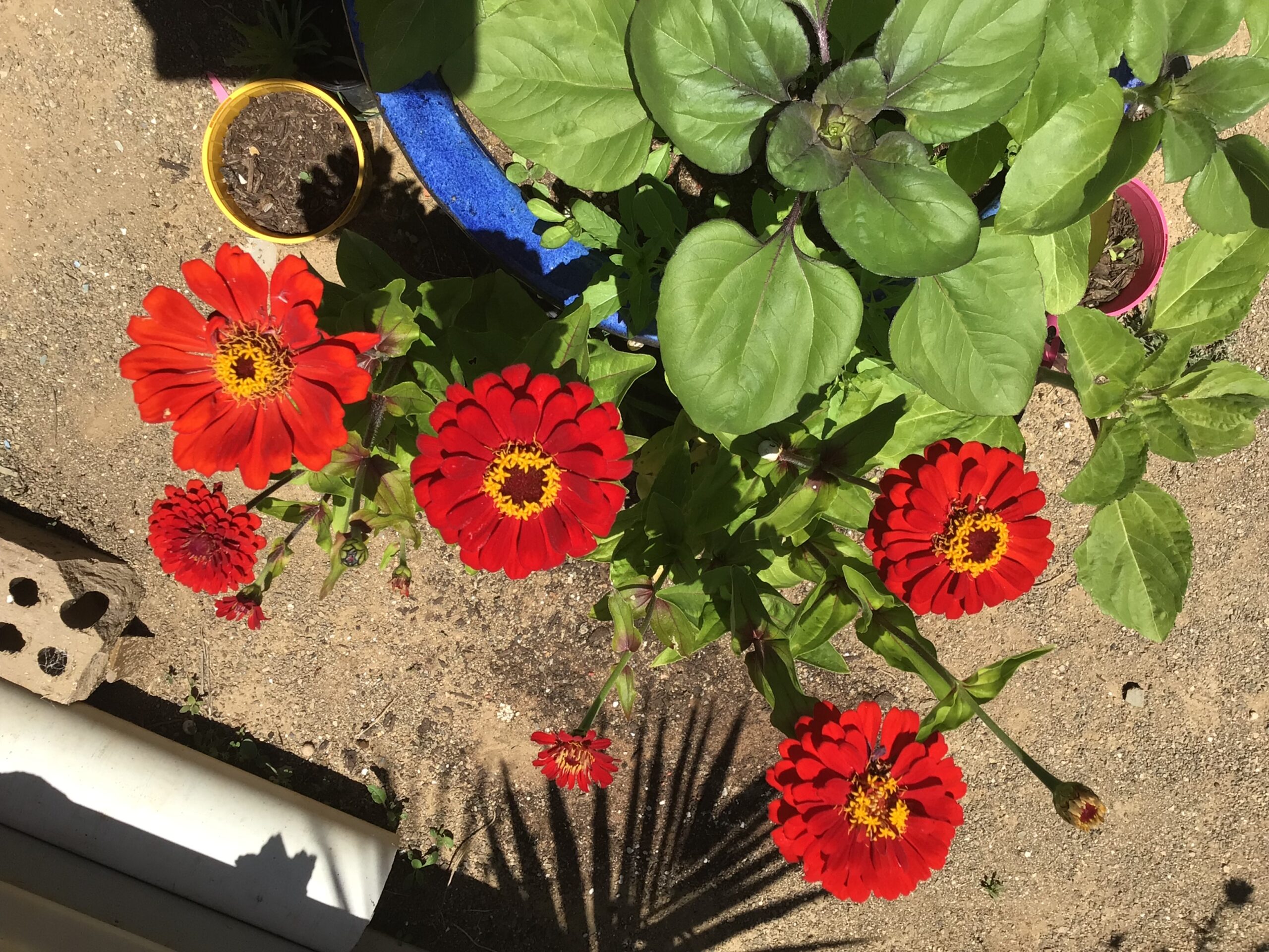 Zinnia, Cherry Queen Zinnia, Cherry Queen - Image 4