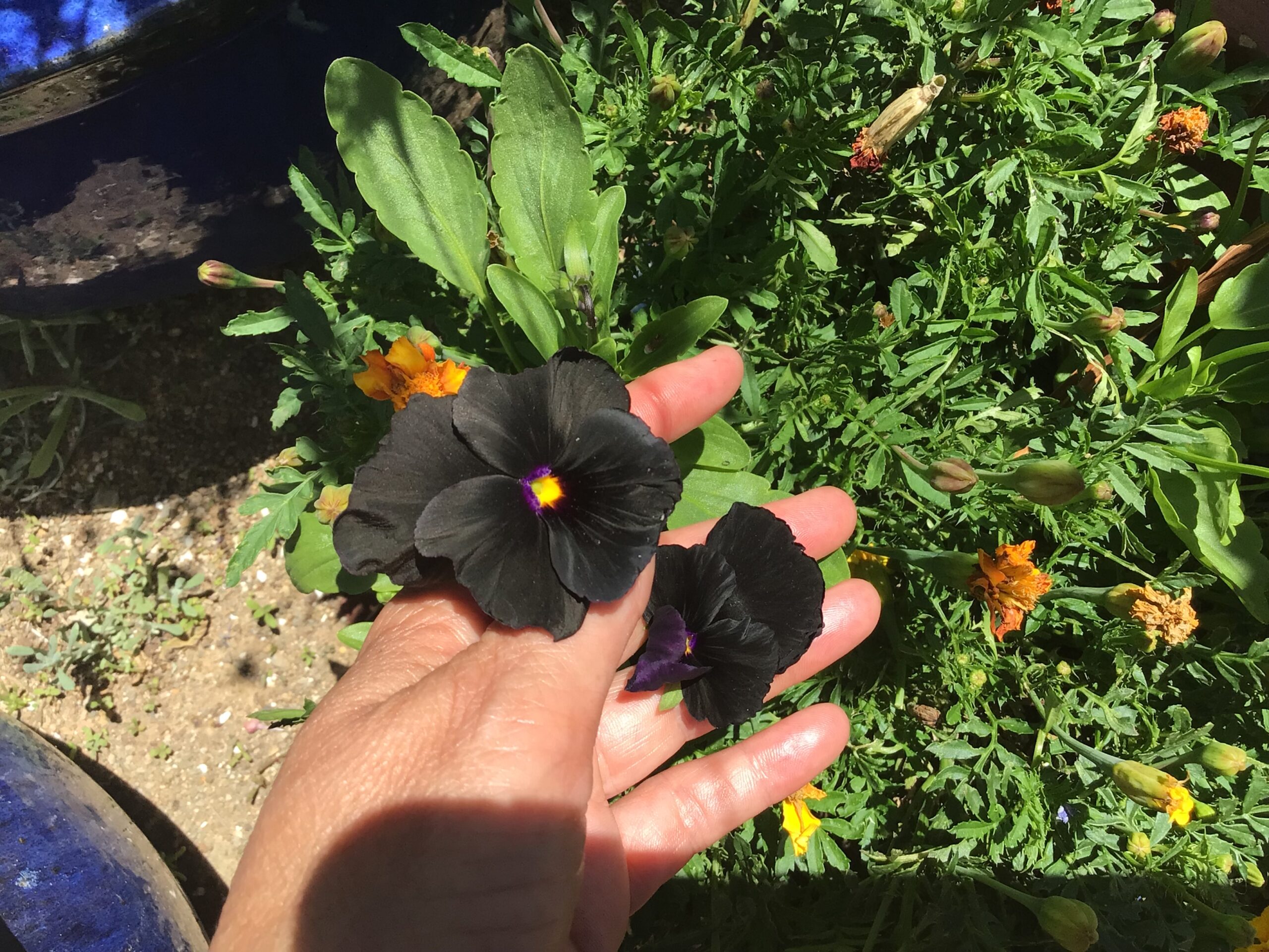 Black Pansy Black Pansy - Image 4