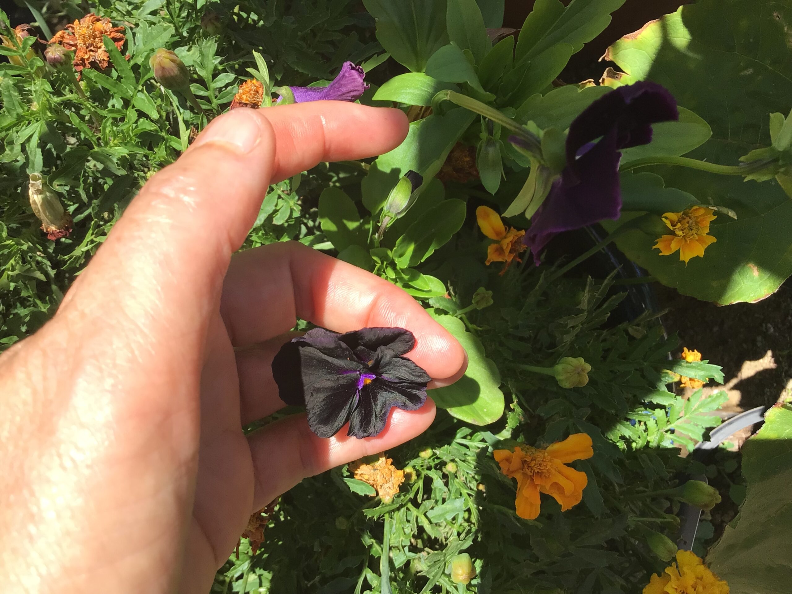 Black Pansy Black Pansy - Image 5