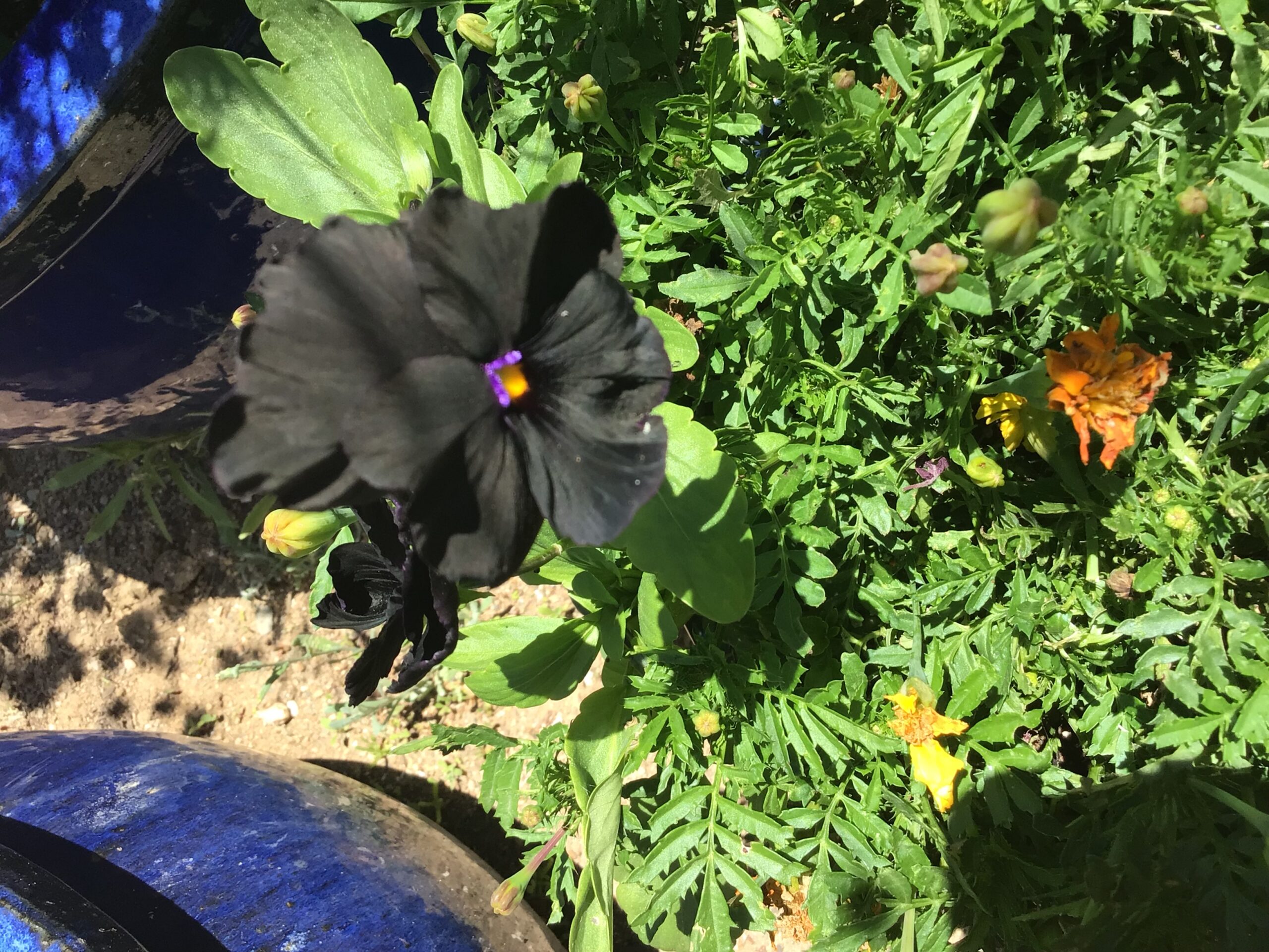 Black Pansy Black Pansy - Image 6