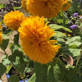 Teddy Bear Sunflowers