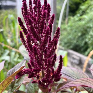 Red Amaranth