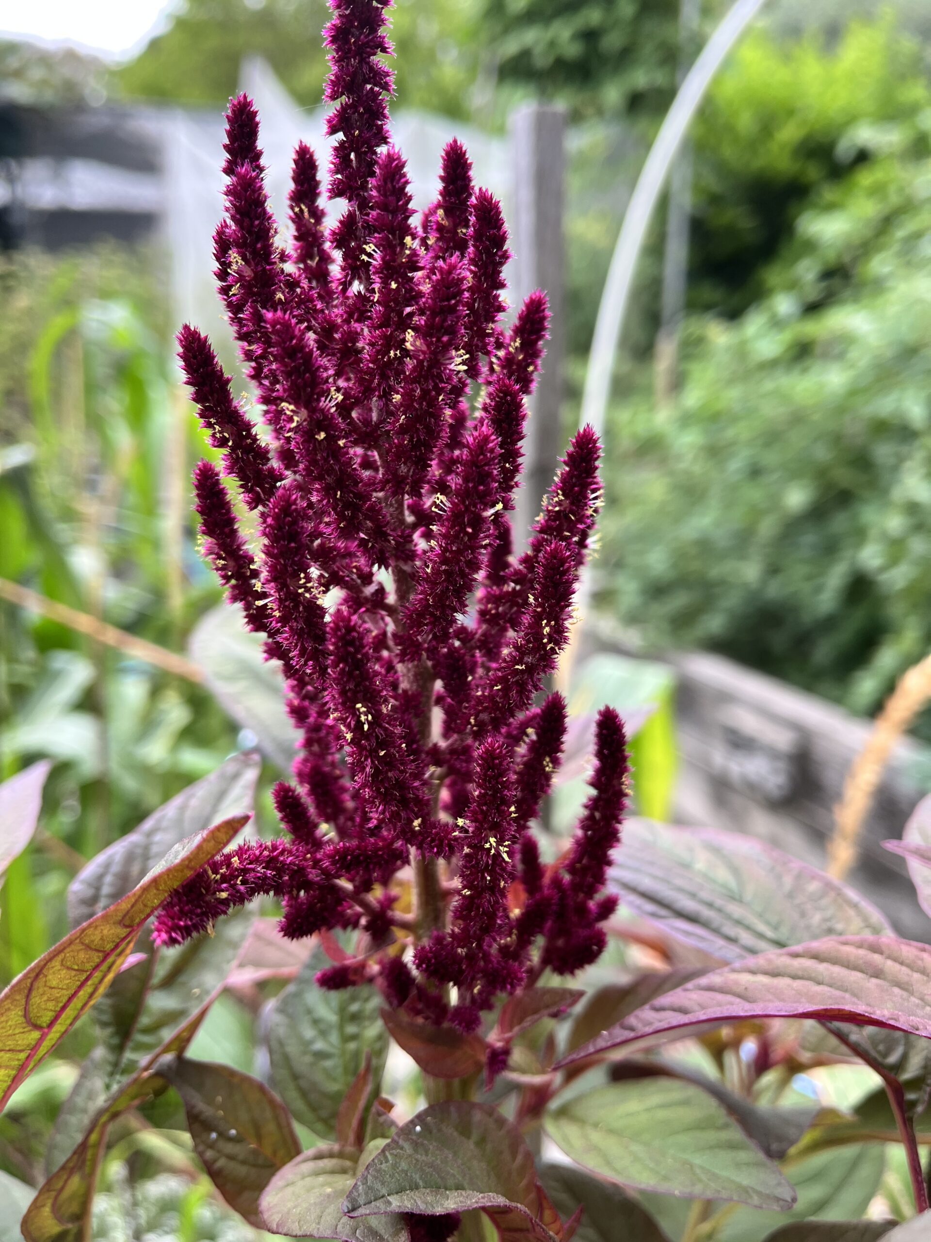 Red Amaranth Growing Tips: From Seeds To Harvest – Grow Organic