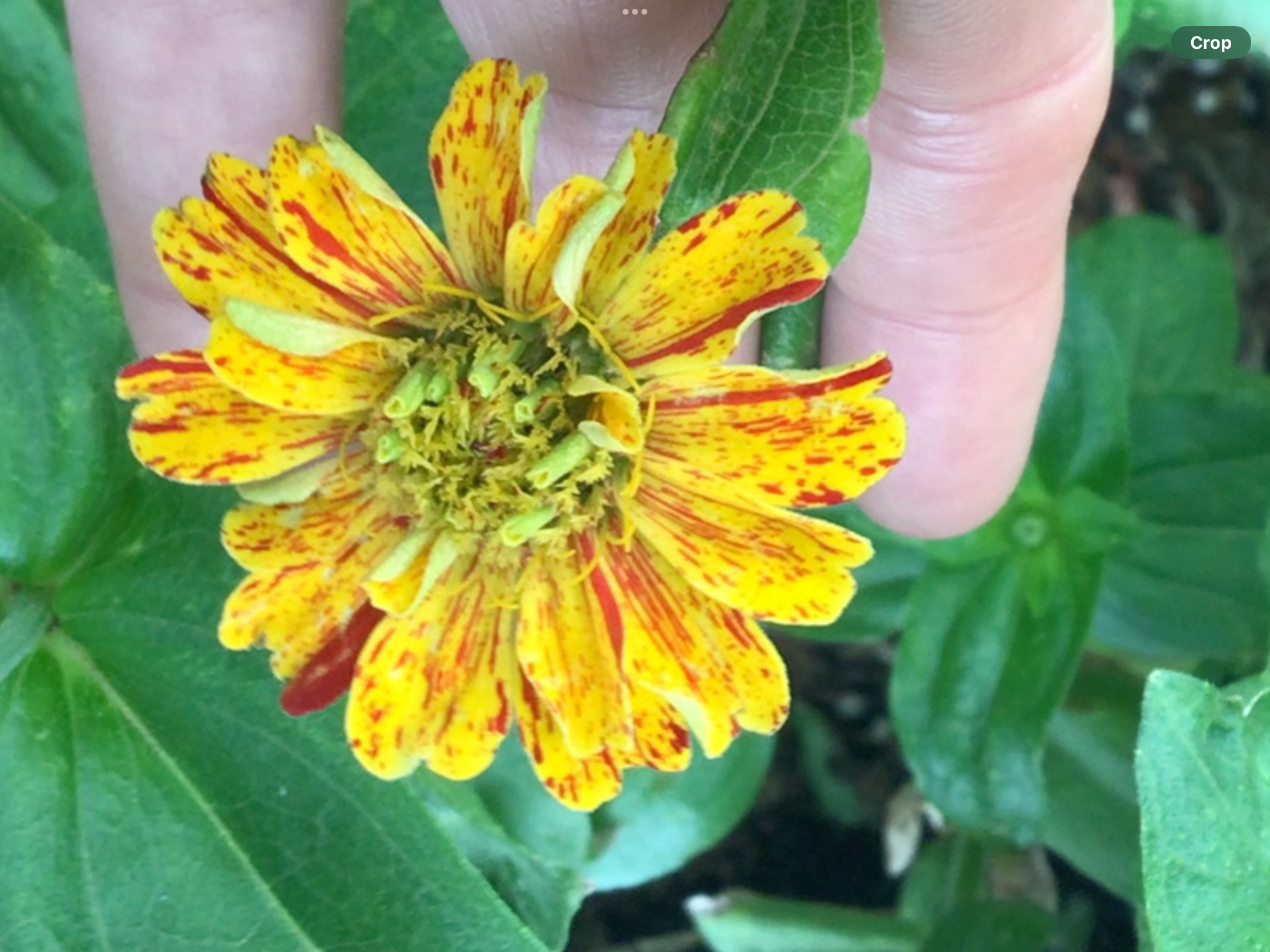 Peppermint Zinnia Peppermint Zinnia - Image 2